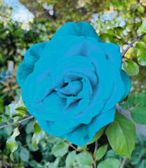 Red Rose — Camera Captured