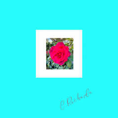 Red Rose — Camera Captured